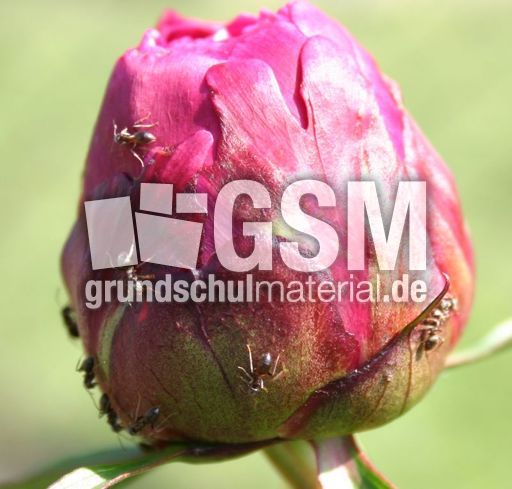 Pfingstrose-Ameisen-1.jpg
